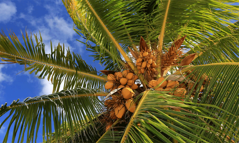 ആനന്ദകേരം ആനന്ദകേരം