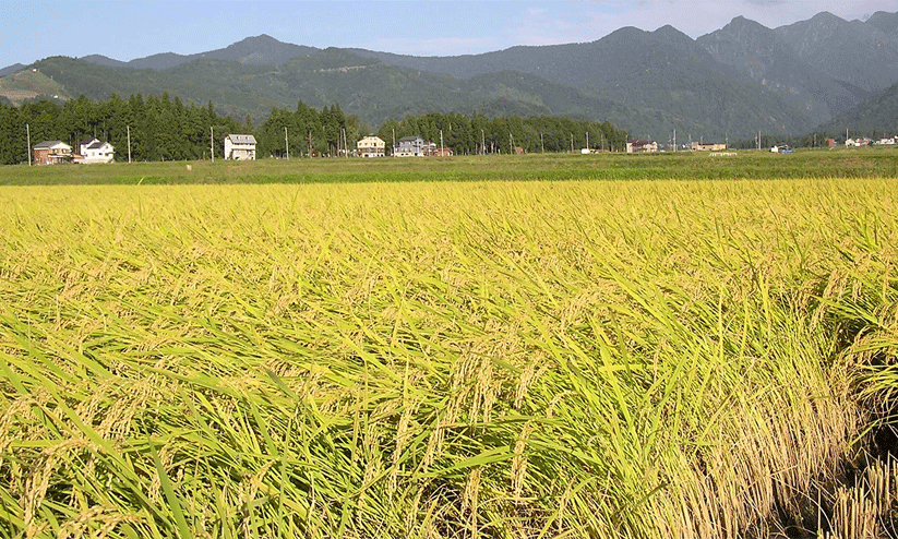 നെല്ല് സംഭരണത്തിൽ തട്ടിപ്പ് തുടരുന്നു നെല്ല് സംഭരണത്തിൽ തട്ടിപ്പ് തുടരുന്നു