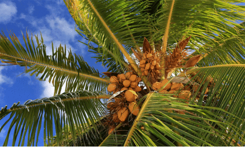 ആന​ന്ദ​​കേരം