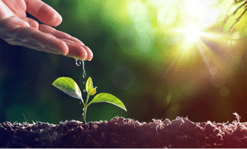 കാവലാകാം, തണലേകാൻ കാവലാകാം, തണലേകാൻ