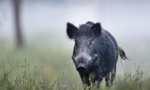 wild boar