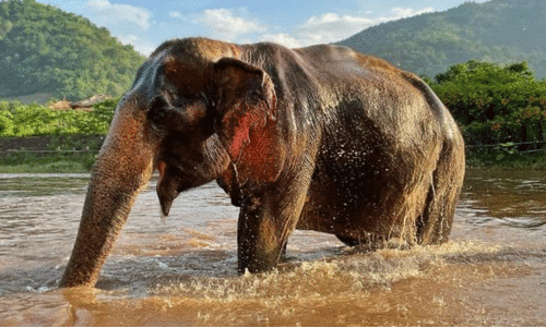 അയിരൂരില്‍ ഇടഞ്ഞ ആന പമ്പാനദിയില്‍ ചാടി
