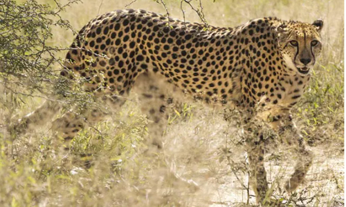 വേഗരാജാവ് തിരിച്ചെത്തുന്നു; ദക്ഷിണാഫ്രിക്കയിൽ നിന്ന് ചീറ്റപ്പുലികളെ എത്തിക്കാനൊരുങ്ങി ഇന്ത്യ