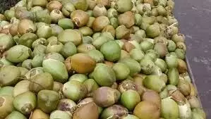 Green coconut Green coconut