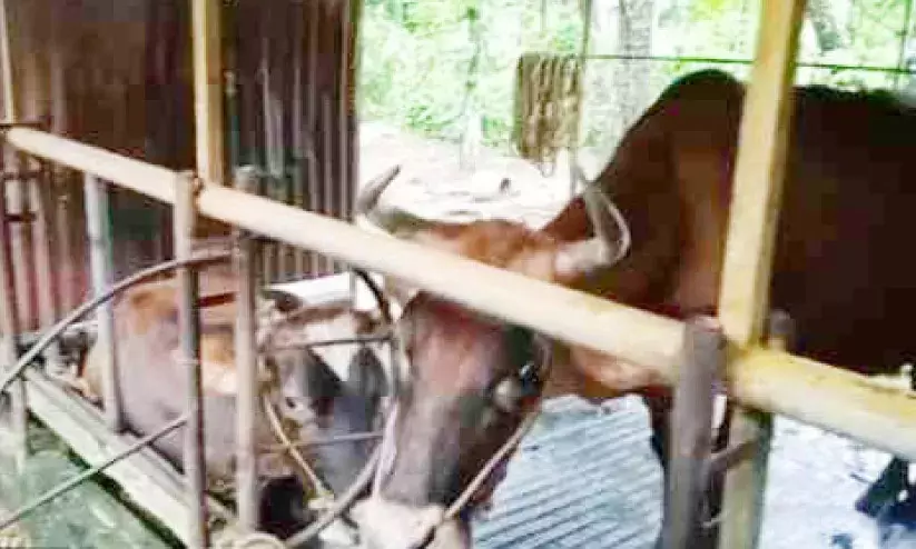 വിഷംതളിച്ച പുല്ല് തിന്ന പശുക്കൾ തളർന്നുവീണു