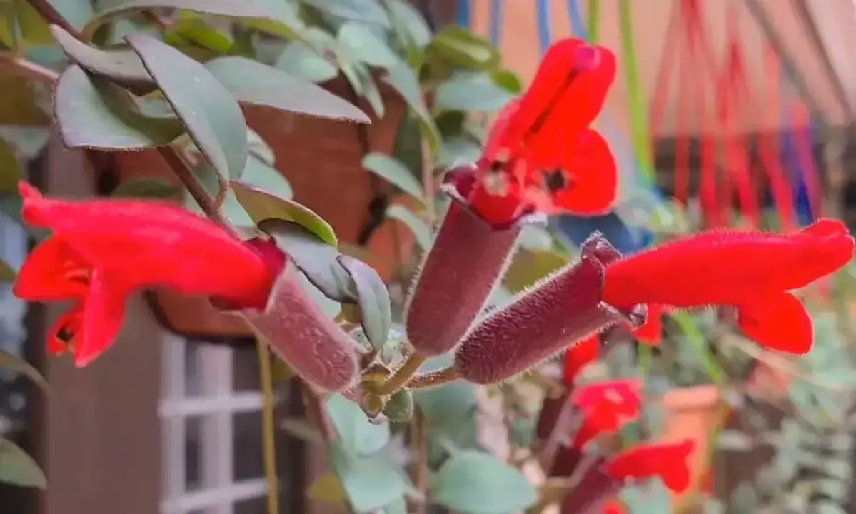 100 വർഷങ്ങൾക്ക് മുമ്പ് കാണാതായ അപൂർവ ലിപ്സ്റ്റിക് ചെടികളെ അരുണാചലിൽ കണ്ടെത്തി