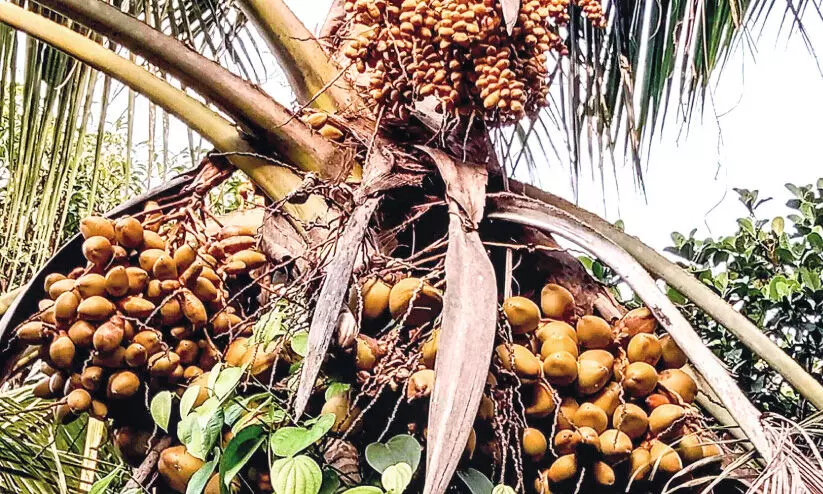Coconut like dates