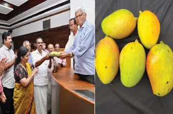 അപൂർവയിനം മാങ്ങക്ക് ഇനി പേര് കെ.യു മാമ്പഴം അപൂർവയിനം മാങ്ങക്ക് ഇനി പേര് കെ.യു മാമ്പഴം