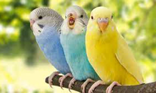 പ്ലാസ്റ്റിക് കാരിബാഗുകളിൽ സൂക്ഷിച്ച പക്ഷികളെ മോചിപ്പിച്ചു