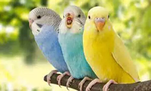 പ്ലാസ്റ്റിക് കാരിബാഗുകളിൽ സൂക്ഷിച്ച പക്ഷികളെ മോചിപ്പിച്ചു