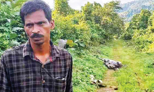 അരുമയായ പോത്തുകളെ കടുവ കൊന്നു; സങ്കടത്തോടെ ബിജു