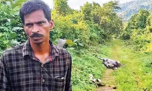 അരുമയായ പോത്തുകളെ കടുവ കൊന്നു; സങ്കടത്തോടെ ബിജു