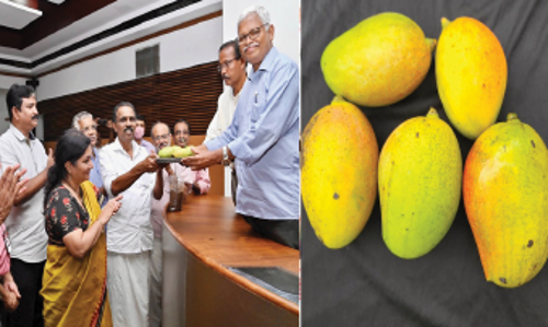 അപൂർവയിനം മാങ്ങക്ക്​ ഇനി പേര്​ കെ.യു മാമ്പഴം