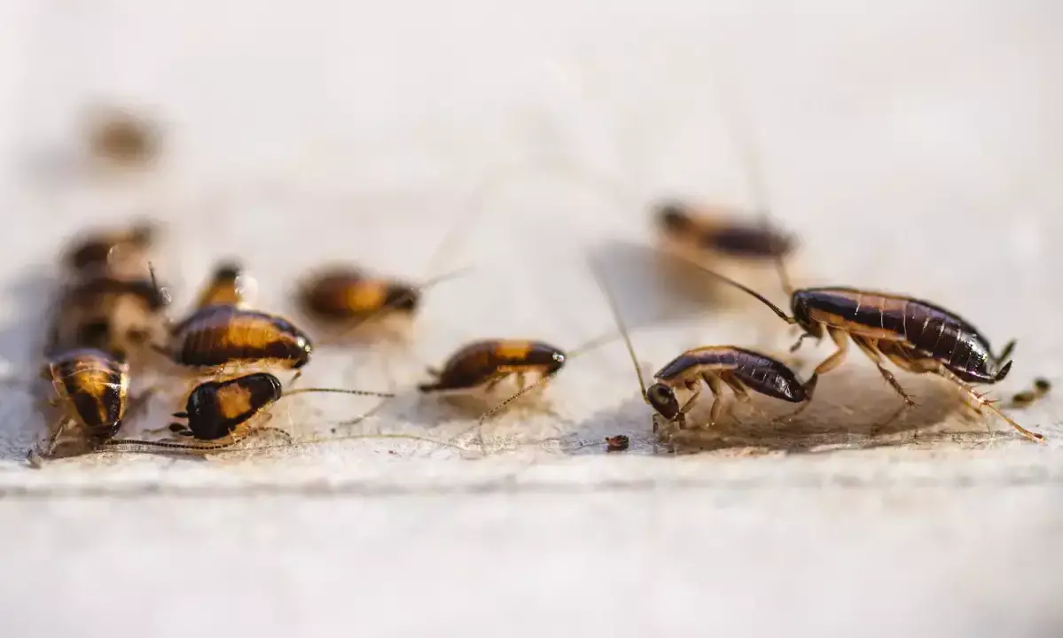 പ്രതിഭാഗം പാറ്റകളെ തുറന്നുവിട്ടു; ന്യൂയോർക്കിൽ കോടതി അടച്ചിട്ടു