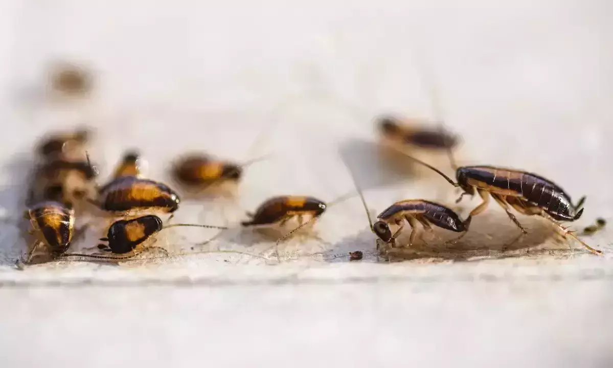 പ്രതിഭാഗം പാറ്റകളെ തുറന്നുവിട്ടു; ന്യൂയോർക്കിൽ കോടതി അടച്ചിട്ടു