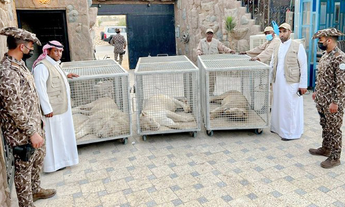 kept lions in a resort