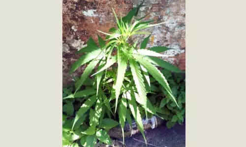 ganja plant Thalassery