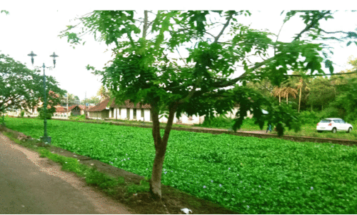 പോളയിൽ കുരുങ്ങി ബോട്ട് യാത്ര ദുരിതത്തിൽ