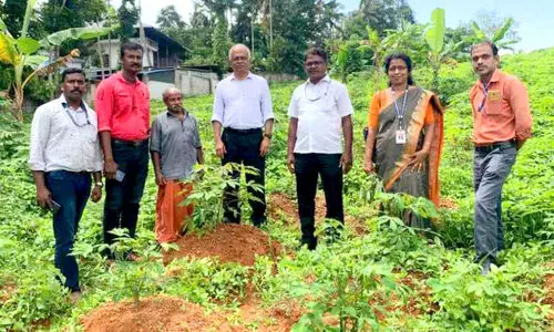 Thankappan with new varieties of tapioca
