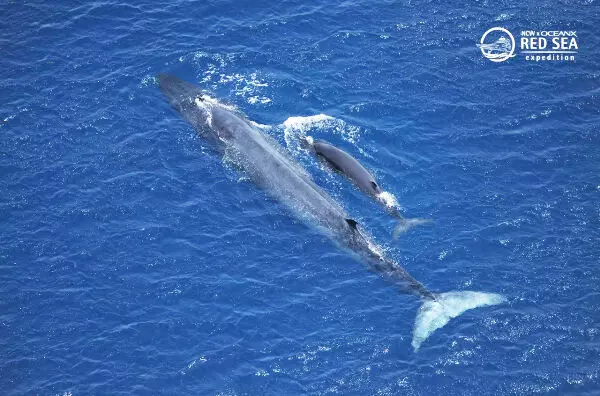 whale in red sea