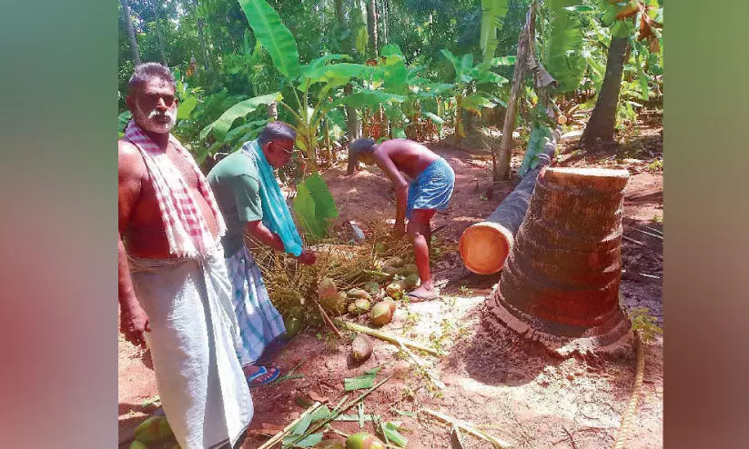 Green coconut price reduction: Coconut Farmers protest