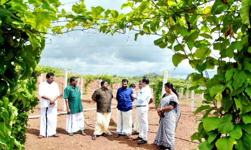 കിനാനൂർ -കരിന്തളം പഞ്ചായത്ത് ഇനി പാഷൻ ഫ്രൂട്ട് ഗ്രാമം