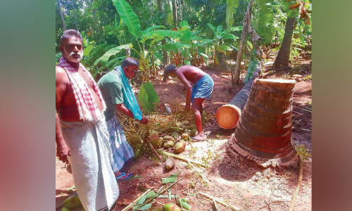 Green coconut price reduction: Coconut Farmers protest
