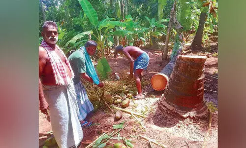 Green coconut price reduction: Coconut Farmers protest Green coconut price reduction: Coconut Farmers protest