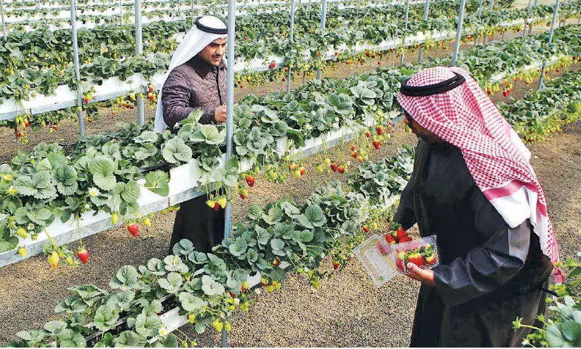 ഭക്ഷ്യസുരക്ഷ: ദീർഘകാല പദ്ധതികൾ ആലോചനയിൽ