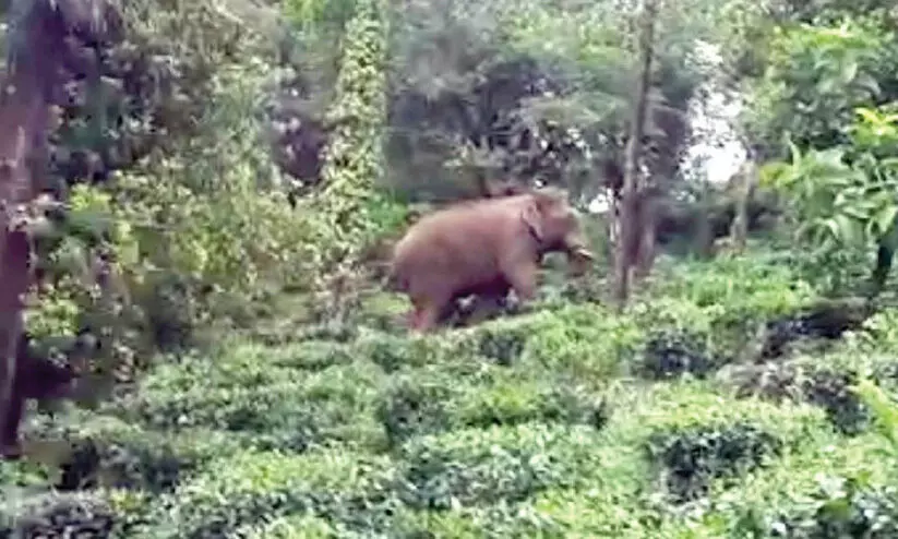 തേയിലത്തോട്ടം വന്യജീവികളുടെ പിടിയിൽ; തൊഴിലാളികൾ പ്രതിസന്ധിയിൽ തേയിലത്തോട്ടം വന്യജീവികളുടെ പിടിയിൽ; തൊഴിലാളികൾ പ്രതിസന്ധിയിൽ