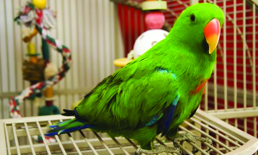 നീലഗിരിയില്‍ വീടുകളില്‍ ഇനി തത്തകളെയും മൈനകളേയും വളര്‍ത്താനാവില്ല