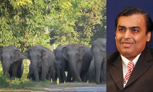 ആനകളും ഇനി അംബാനിക്ക്