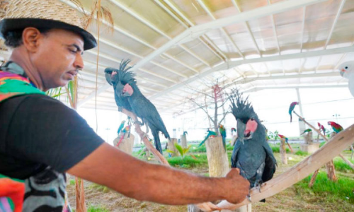 ജിദ്ദ ജംഗിളിൽ അപൂർവ പറവകൾ