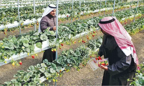 ഭക്ഷ്യസുരക്ഷ: ദീർഘകാല പദ്ധതികൾ ആലോചനയിൽ