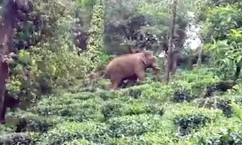 തേയിലത്തോട്ടം വന്യജീവികളുടെ പിടിയിൽ; തൊഴിലാളികൾ പ്രതിസന്ധിയിൽ