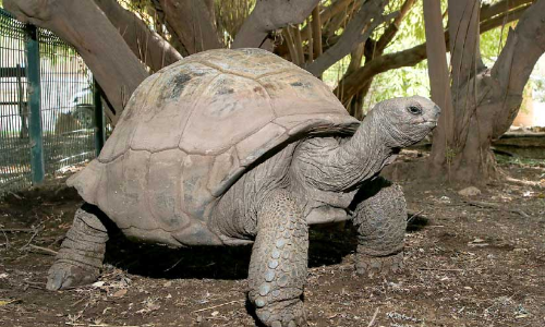 ഭീമൻ ആമകളുടെ കേന്ദ്രം