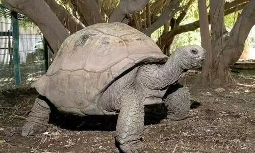 ഭീമൻ ആമകളുടെ കേന്ദ്രം