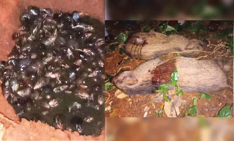 നഗരവാസികൾക്ക് വെല്ലുവിളിയായി​ കാട്ടുപന്നിയും ഒച്ചും
