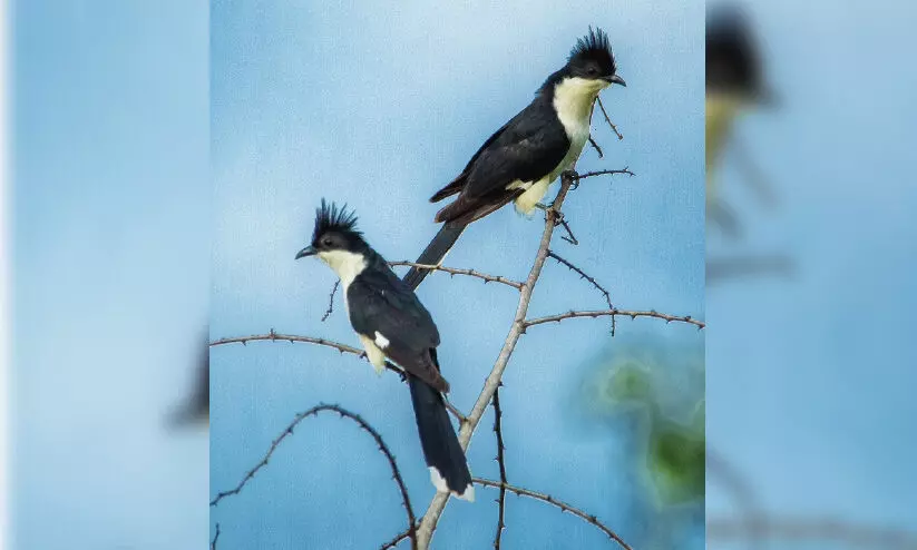 മഴയുടെ വരവറിയിച്ച് കൊമ്പൻ കുയിലെത്തി മഴയുടെ വരവറിയിച്ച് കൊമ്പൻ കുയിലെത്തി