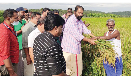 pandarakkari paddy kalliyoor rice pandarakkari paddy kalliyoor rice