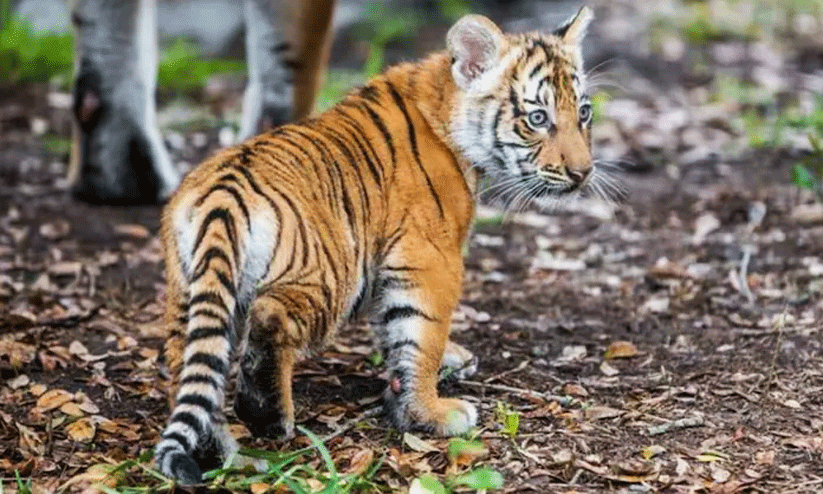 കടുവക്കുട്ടിക്ക് പരിശീലനത്തിന് കൂടൊരുക്കി