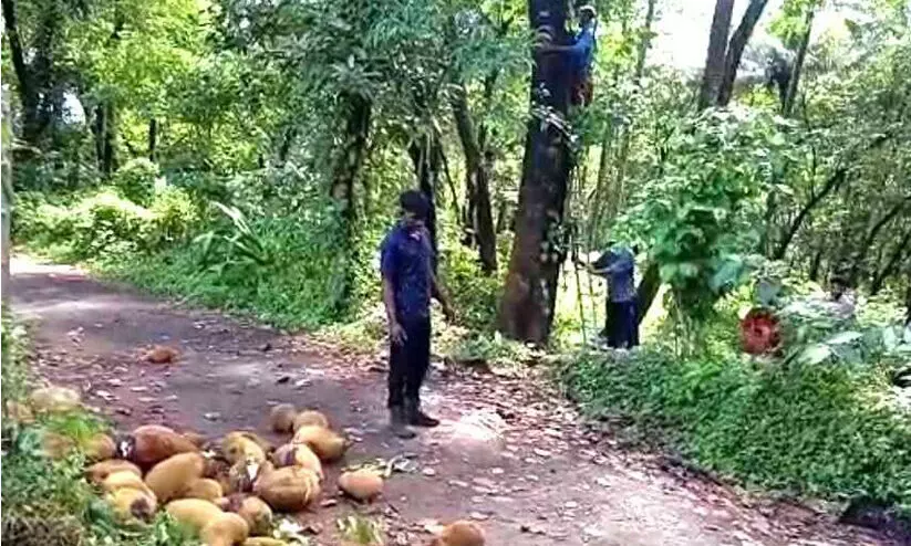 കാട്ടാനകളെ അകറ്റാന് ചക്കപ്രയോഗവുമായി വനം വകുപ്പ് കാട്ടാനകളെ അകറ്റാന് ചക്കപ്രയോഗവുമായി വനം വകുപ്പ്