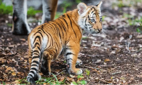 കടുവക്കുട്ടിക്ക് പരിശീലനത്തിന് കൂടൊരുക്കി