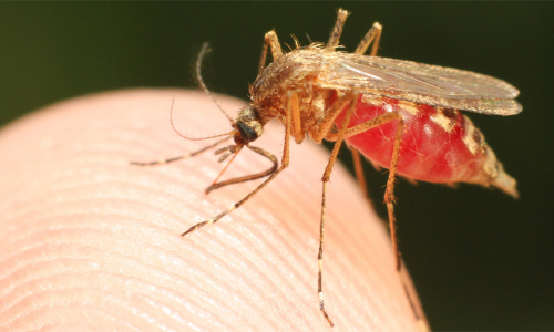 മ​ലേ​റി​യ തു​ട​ച്ചു​നീ​ക്കി; 25 വ​ർ​ഷ​ത്തി​നി​ടെ ഒ​രു കേ​സു​മി​ല്ല