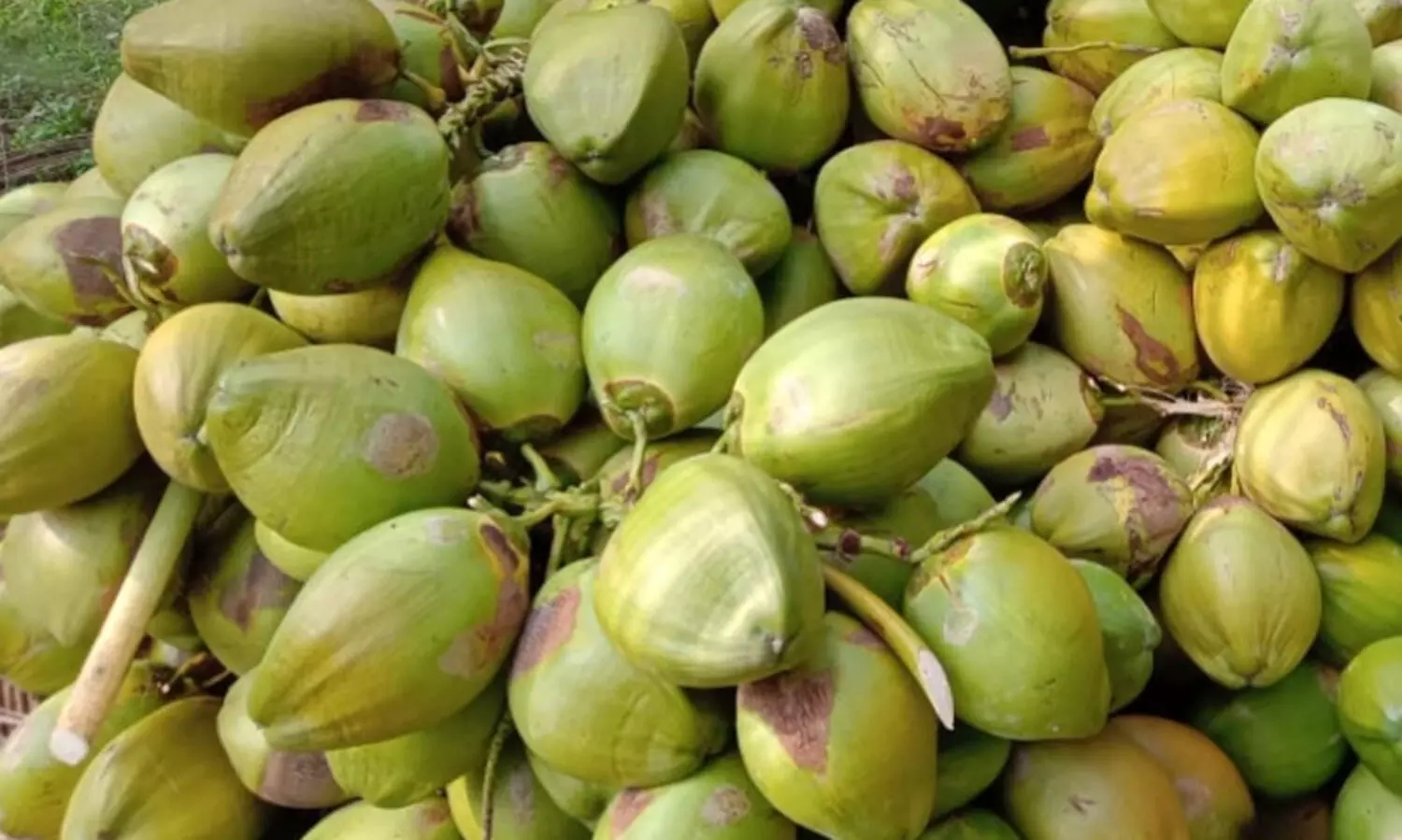 പച്ചത്തേങ്ങ സംഭരണം ഊര്‍ജിതമാക്കും -മന്ത്രി