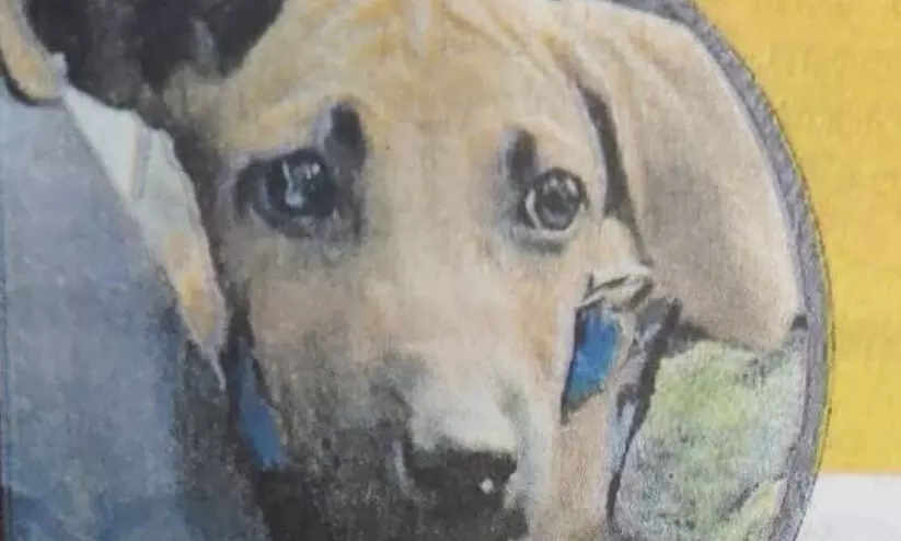 മാംഗോയെ കണ്ടെത്തുന്നവർക്ക് ഒരു ലക്ഷം രൂപ ഇനാം; കാണാതായ നായക്കുട്ടിയെ കണ്ടെത്താൻ പത്രപരസ്യം മാംഗോയെ കണ്ടെത്തുന്നവർക്ക് ഒരു ലക്ഷം രൂപ ഇനാം; കാണാതായ നായക്കുട്ടിയെ കണ്ടെത്താൻ പത്രപരസ്യം