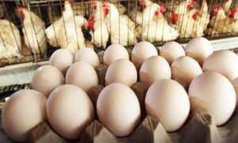 Chicken and Egg price