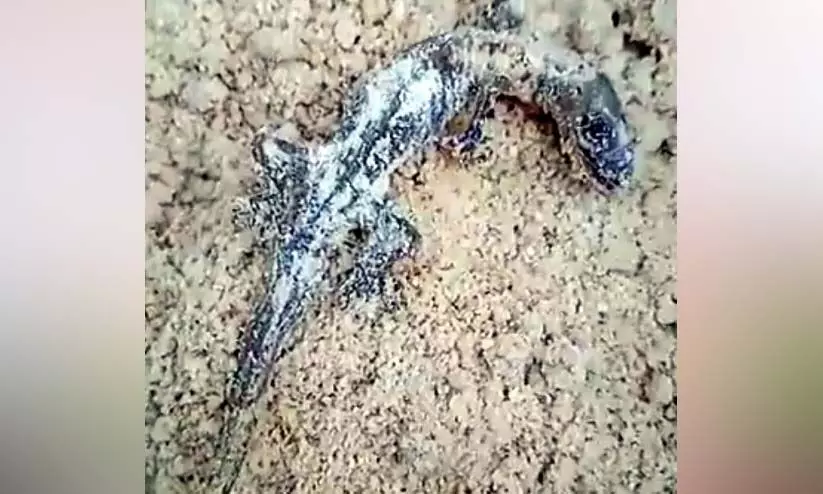 Dead lizard