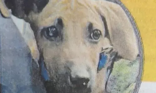 മാംഗോയെ കണ്ടെത്തുന്നവർക്ക് ഒരു ലക്ഷം രൂപ ഇനാം​; കാണാതായ നായക്കുട്ടിയെ കണ്ടെത്താൻ പത്രപരസ്യം