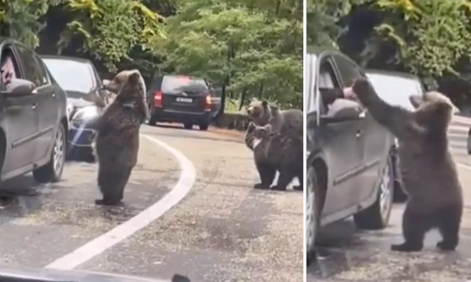 യാത്രികന് ഹൈ ഫൈവ് നൽകി കരടി; അവിശ്വസനീയ ദൃശ്യം വൈറൽ VIDEO